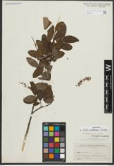 Foto von Salix rosthornii Seemen
